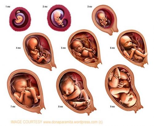 The Facts About Unborn Baby Development